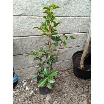 OSMANTUS WOŃCZA kolczasta - sadzonki 60 / 80 cm